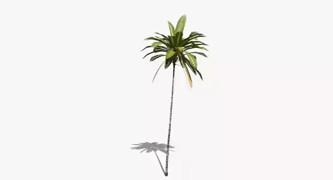 Coconut Palm Tree 19400 Low-poly 3D model