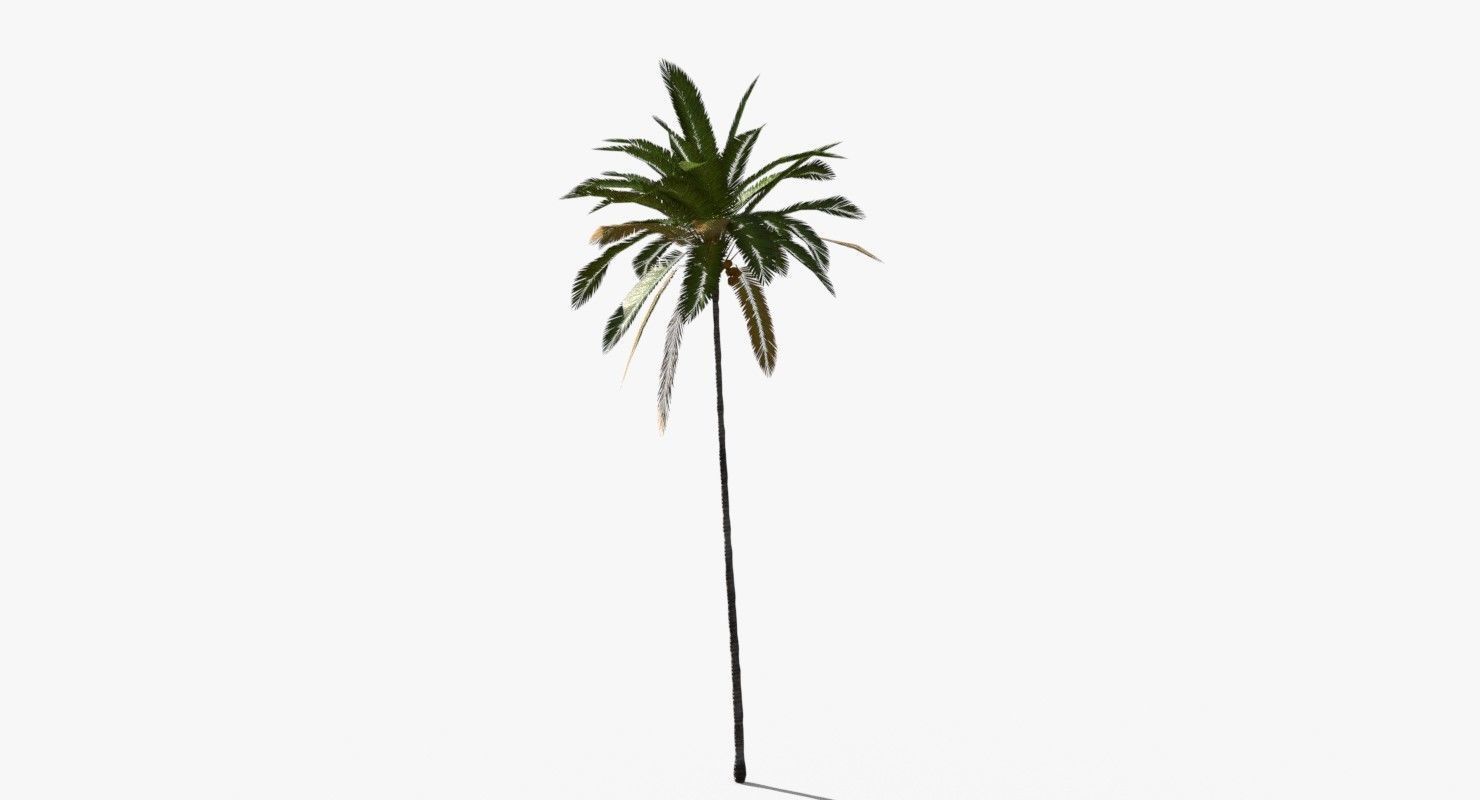 Coconut Palm Tree 19400 Low-poly 3D model_5