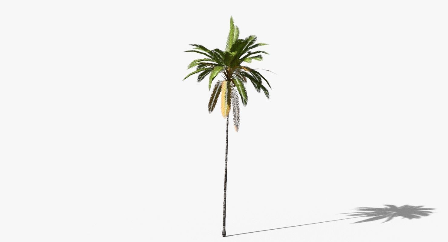 Coconut Palm Tree 19400 Low-poly 3D model_4