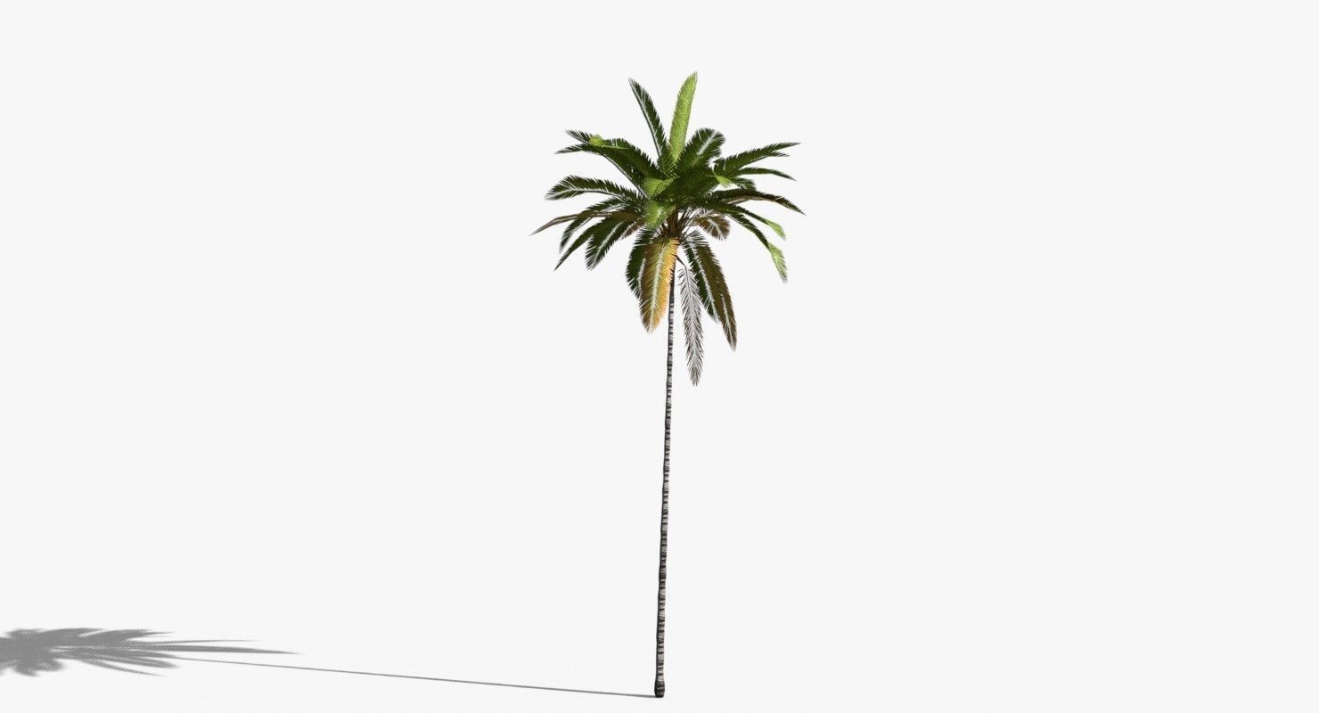 Coconut Palm Tree 19400 Low-poly 3D model_7