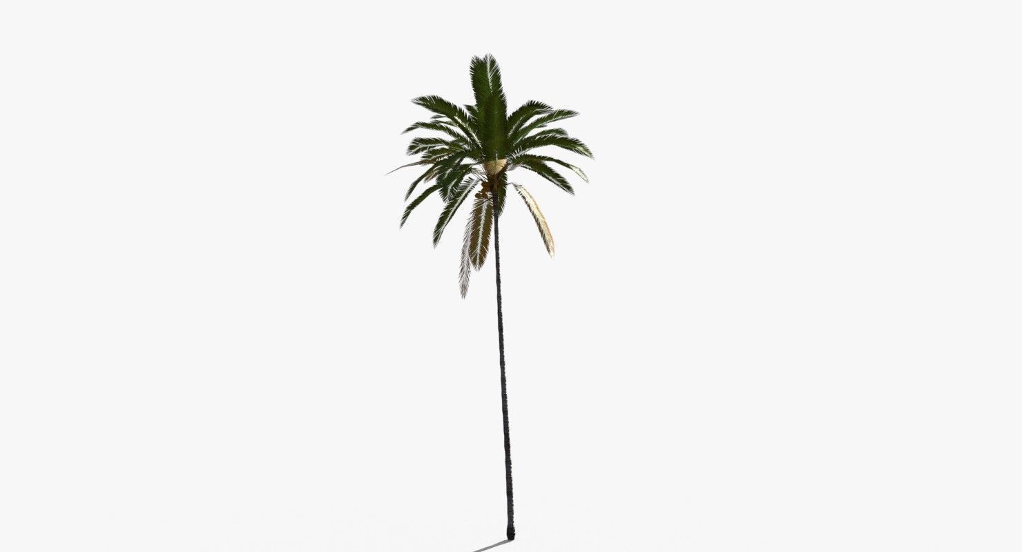 Coconut Palm Tree 19400 Low-poly 3D model_6