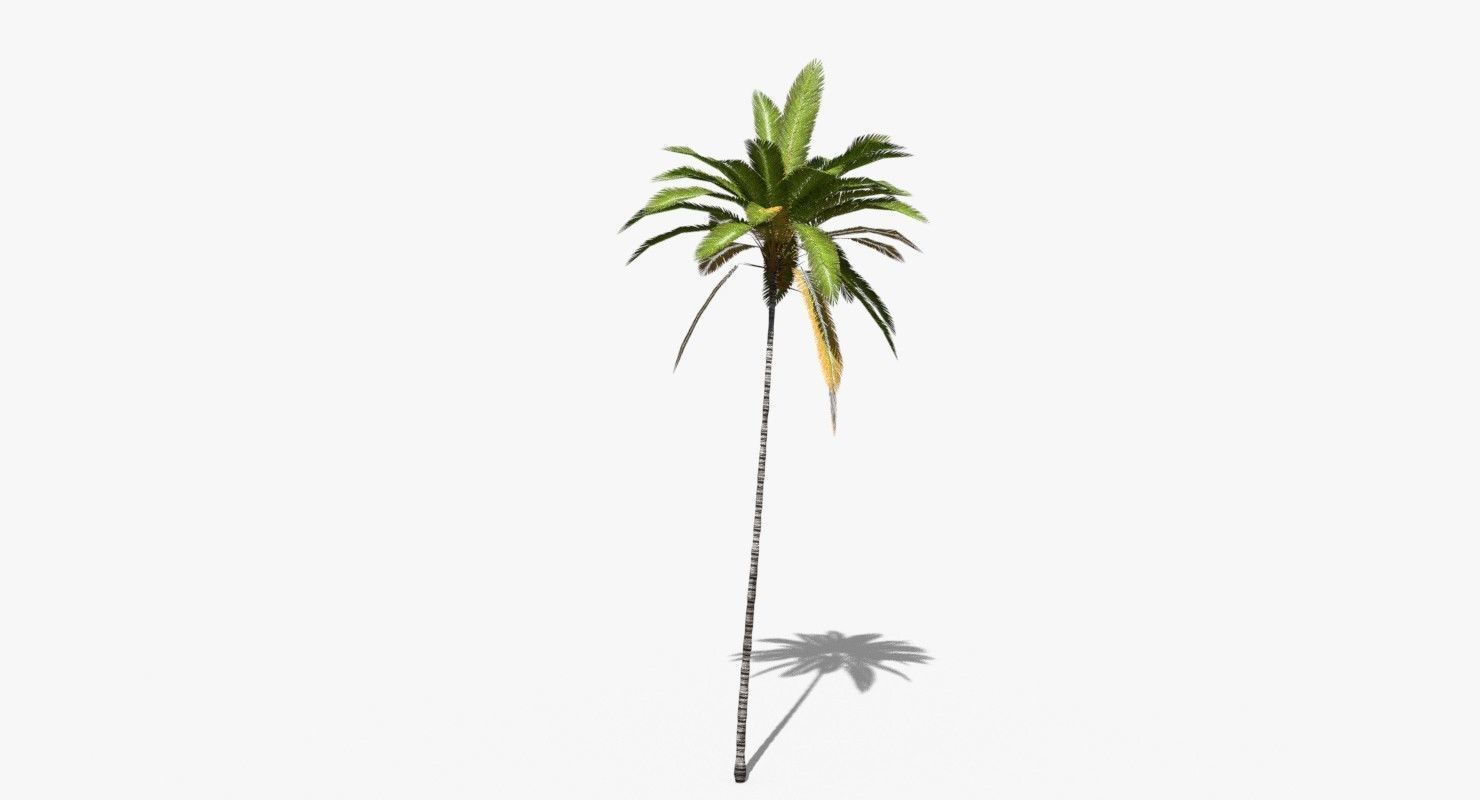 Coconut Palm Tree 19400 Low-poly 3D model_3