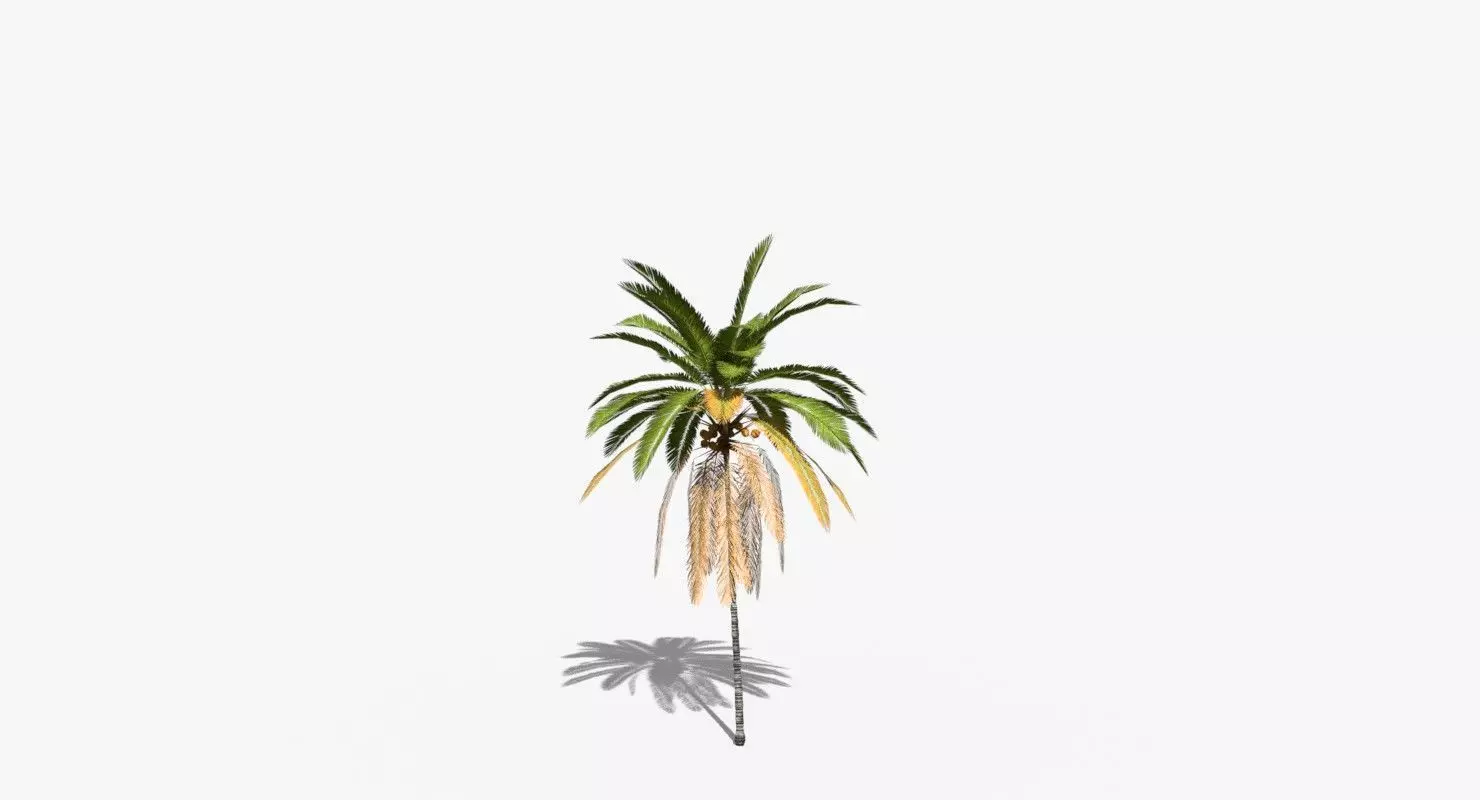 Coconut Palm Tree 21166 Low-poly 3D model_0