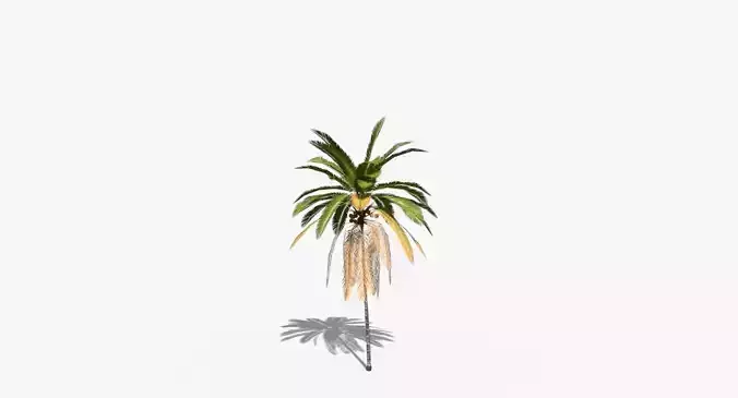 Coconut Palm Tree 21166 Low-poly 3D model