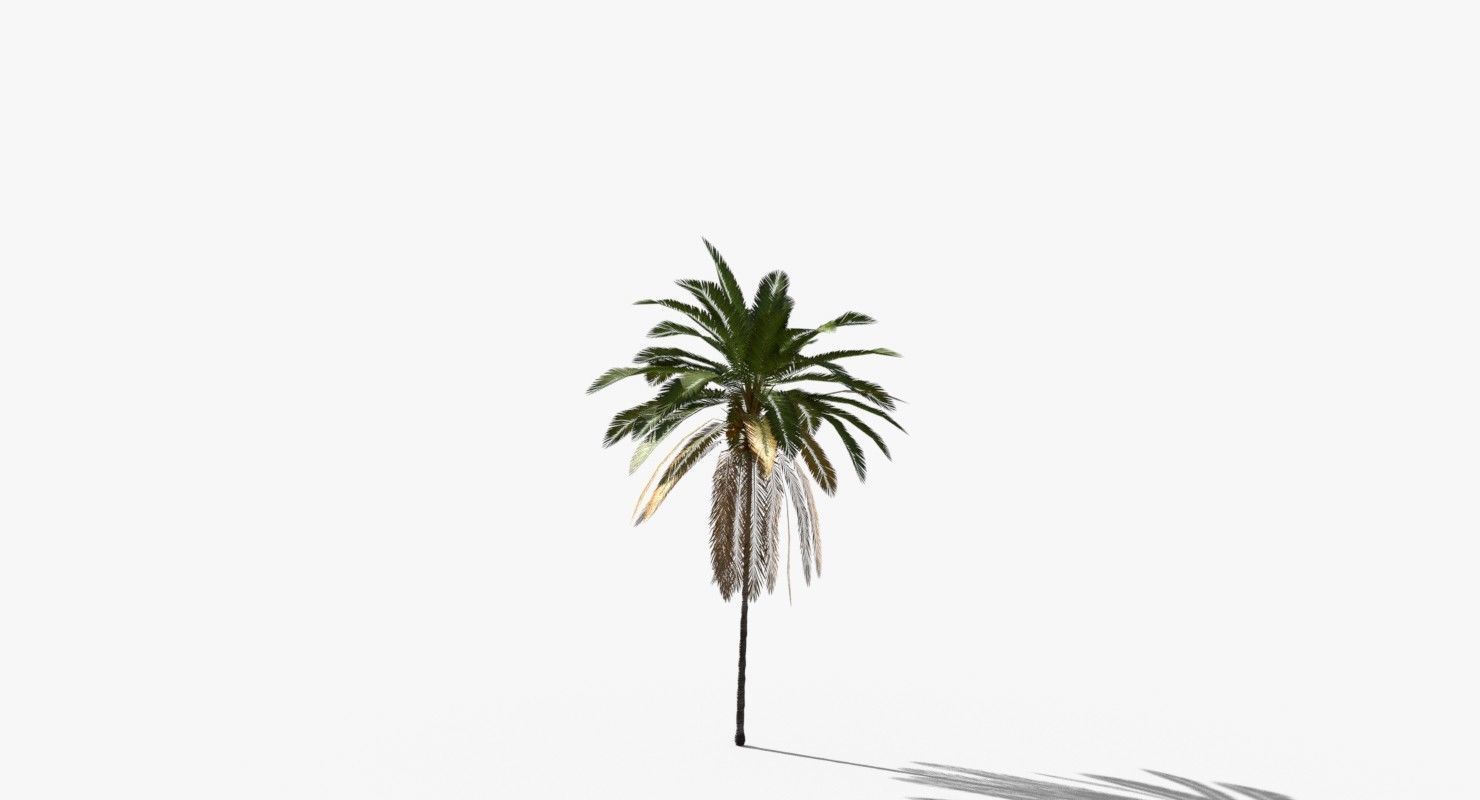 Coconut Palm Tree 21166 Low-poly 3D model_5