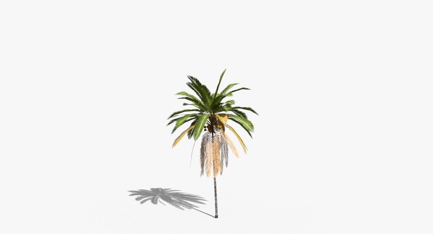 Coconut Palm Tree 21166 Low-poly 3D model_8