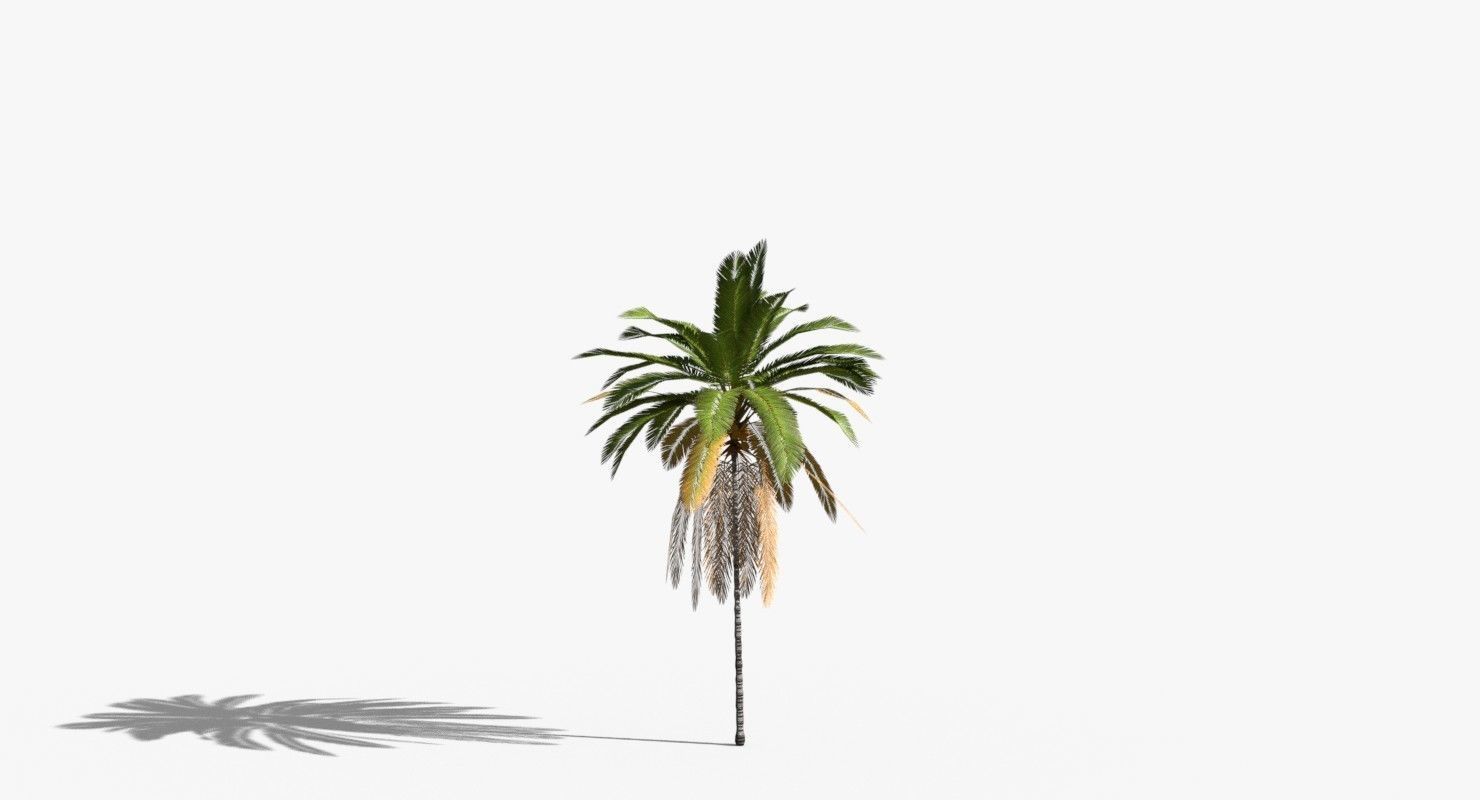 Coconut Palm Tree 21166 Low-poly 3D model_7