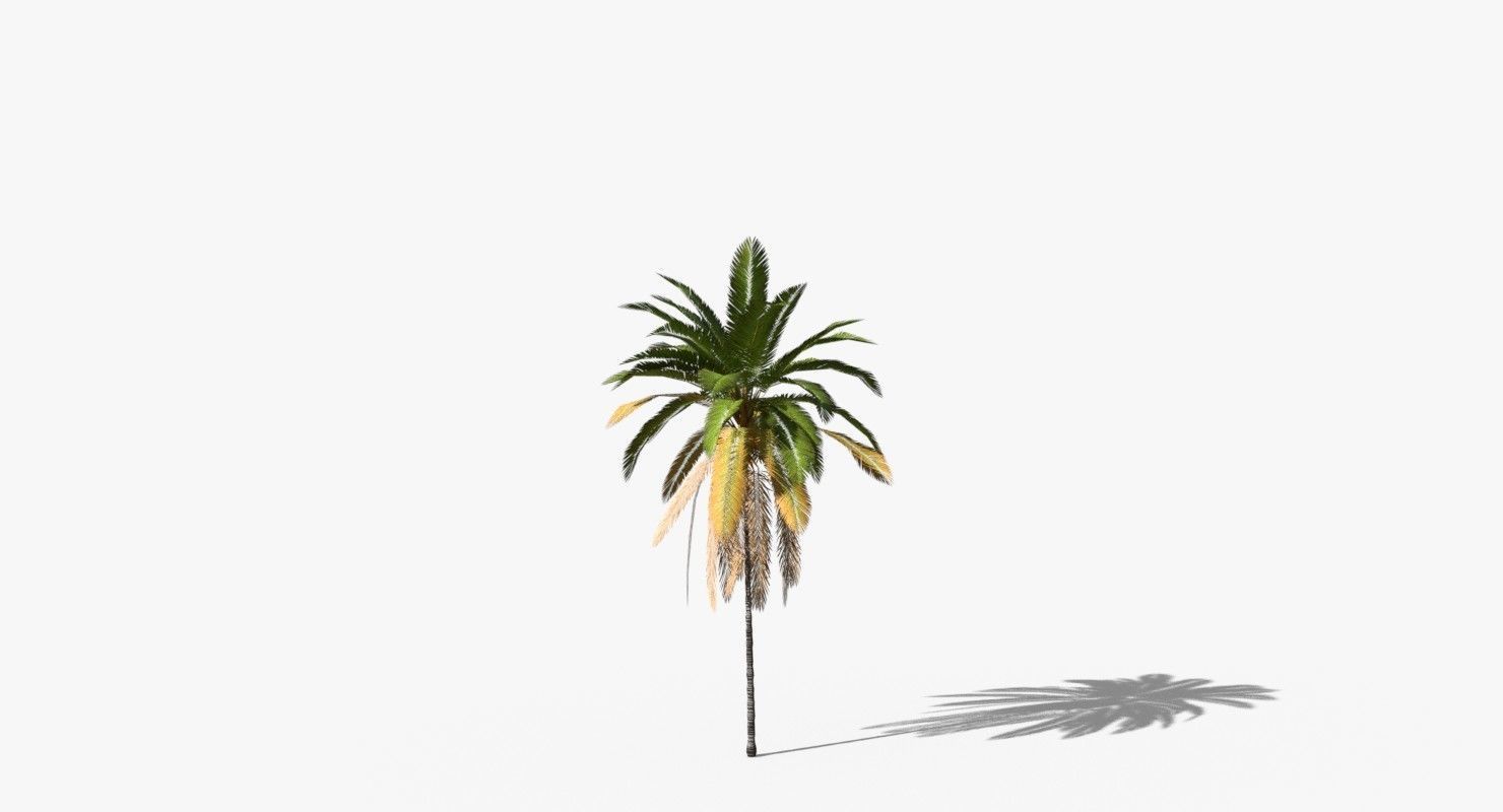 Coconut Palm Tree 21166 Low-poly 3D model_4