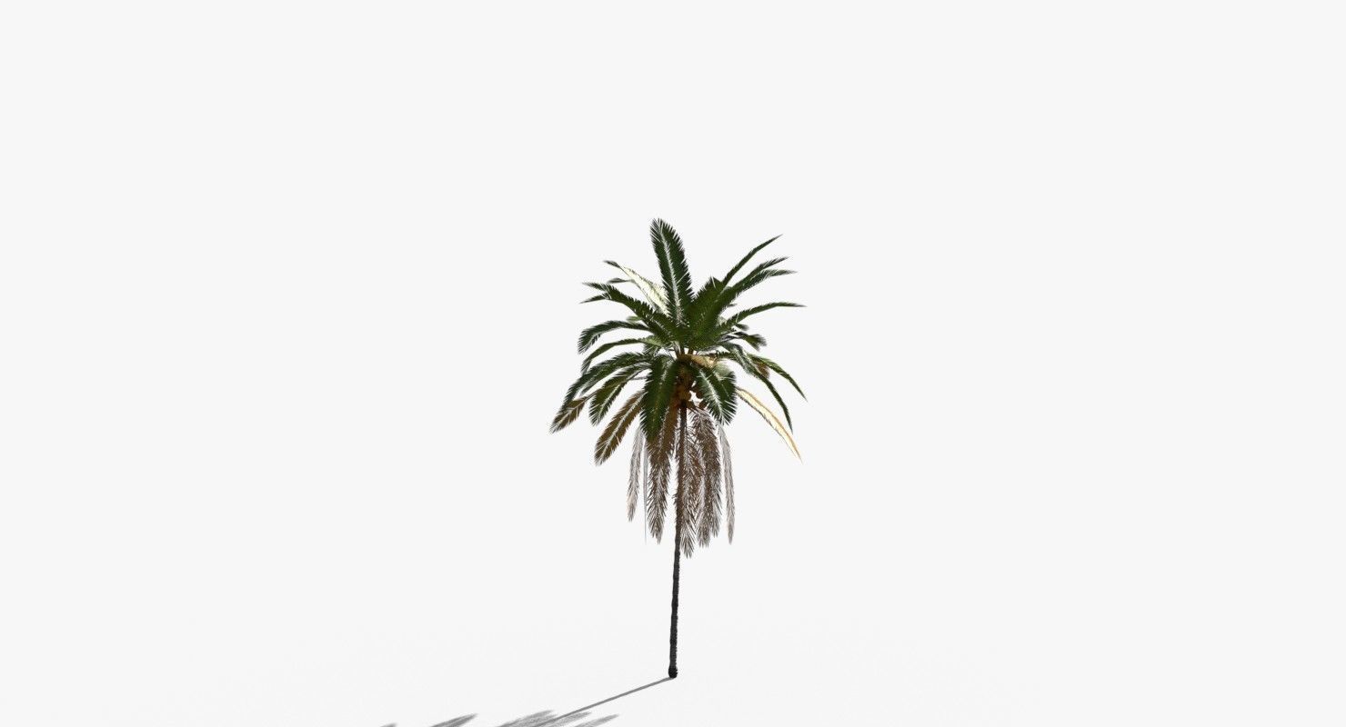 Coconut Palm Tree 21166 Low-poly 3D model_6