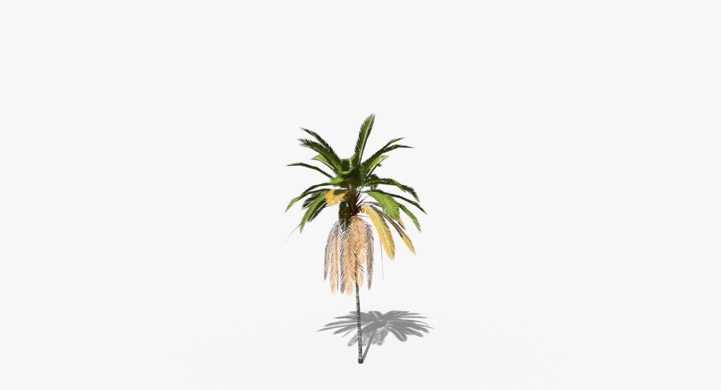 Coconut Palm Tree 21166 Low-poly 3D model_3