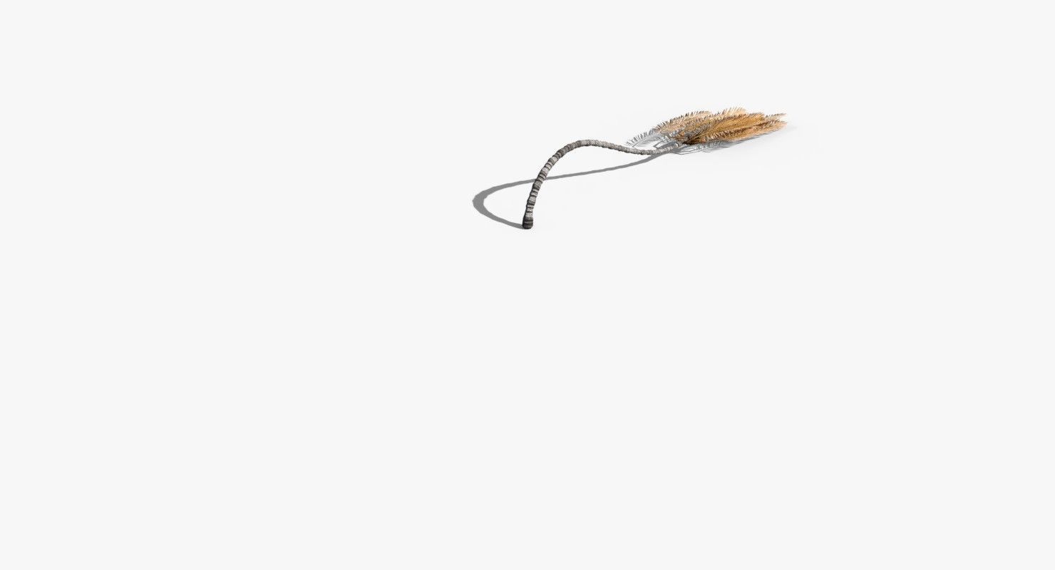 Coconut Palm Tree 23915 Low-poly 3D model_8