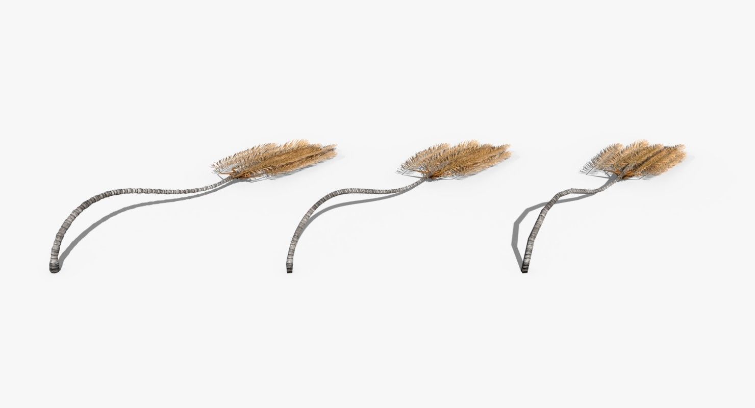 Coconut Palm Tree 23915 Low-poly 3D model_1