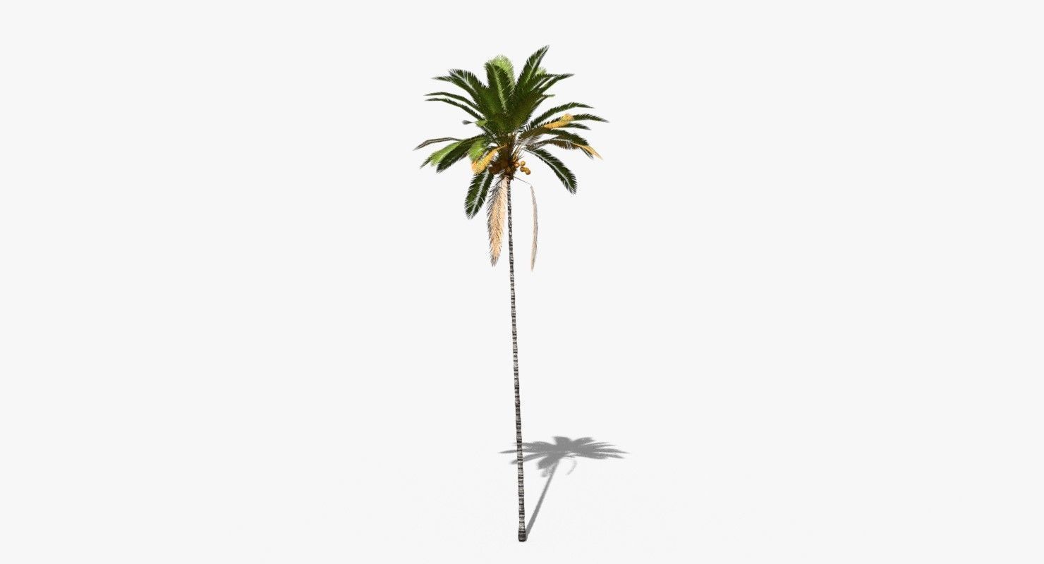 Coconut Palm Tree 30505 Low-poly 3D model_3