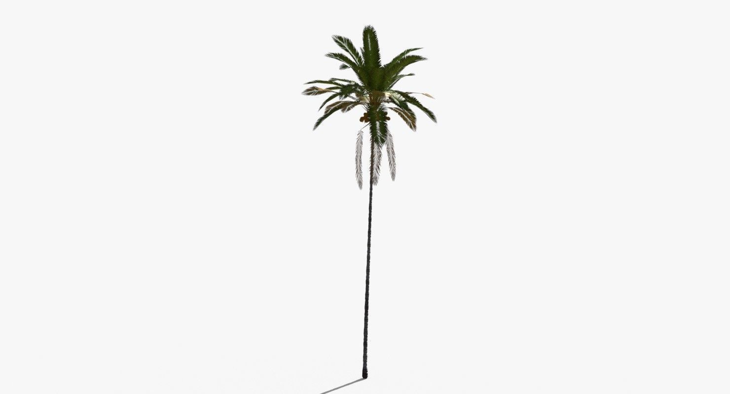Coconut Palm Tree 30505 Low-poly 3D model_6