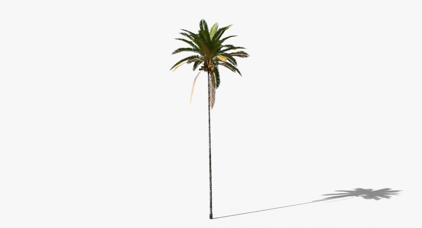 Coconut Palm Tree 30505 Low-poly 3D model_4