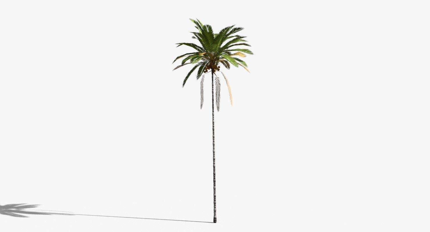 Coconut Palm Tree 30505 Low-poly 3D model_7