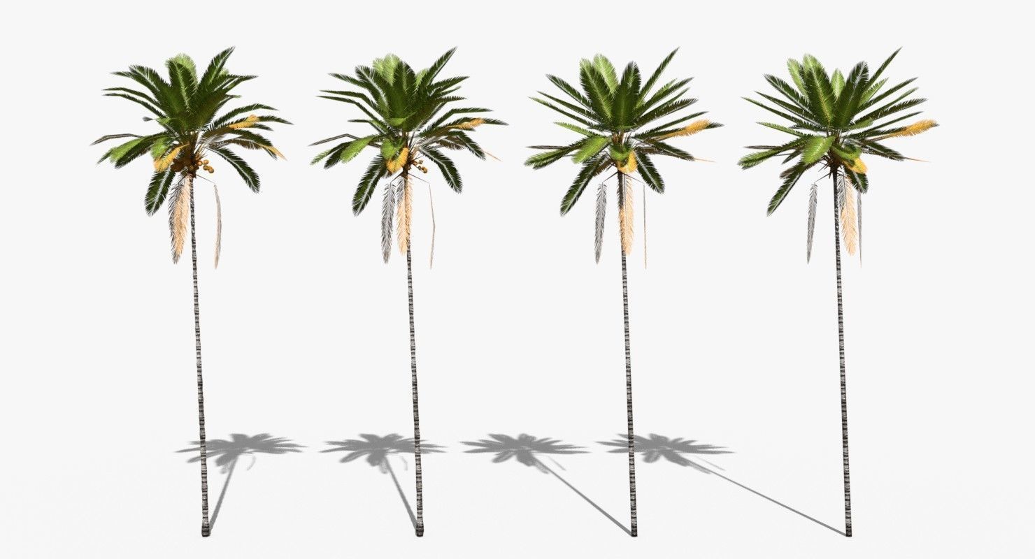 Coconut Palm Tree 30505 Low-poly 3D model_1