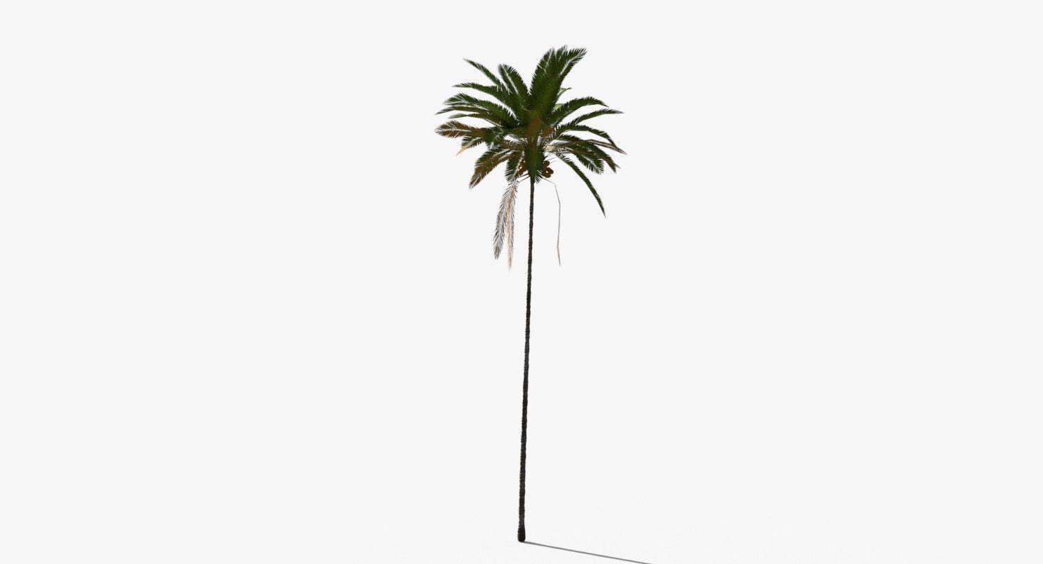 Coconut Palm Tree 30505 Low-poly 3D model_5