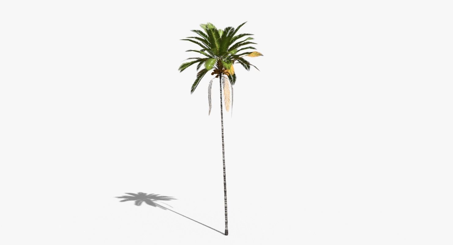 Coconut Palm Tree 30505 Low-poly 3D model_8
