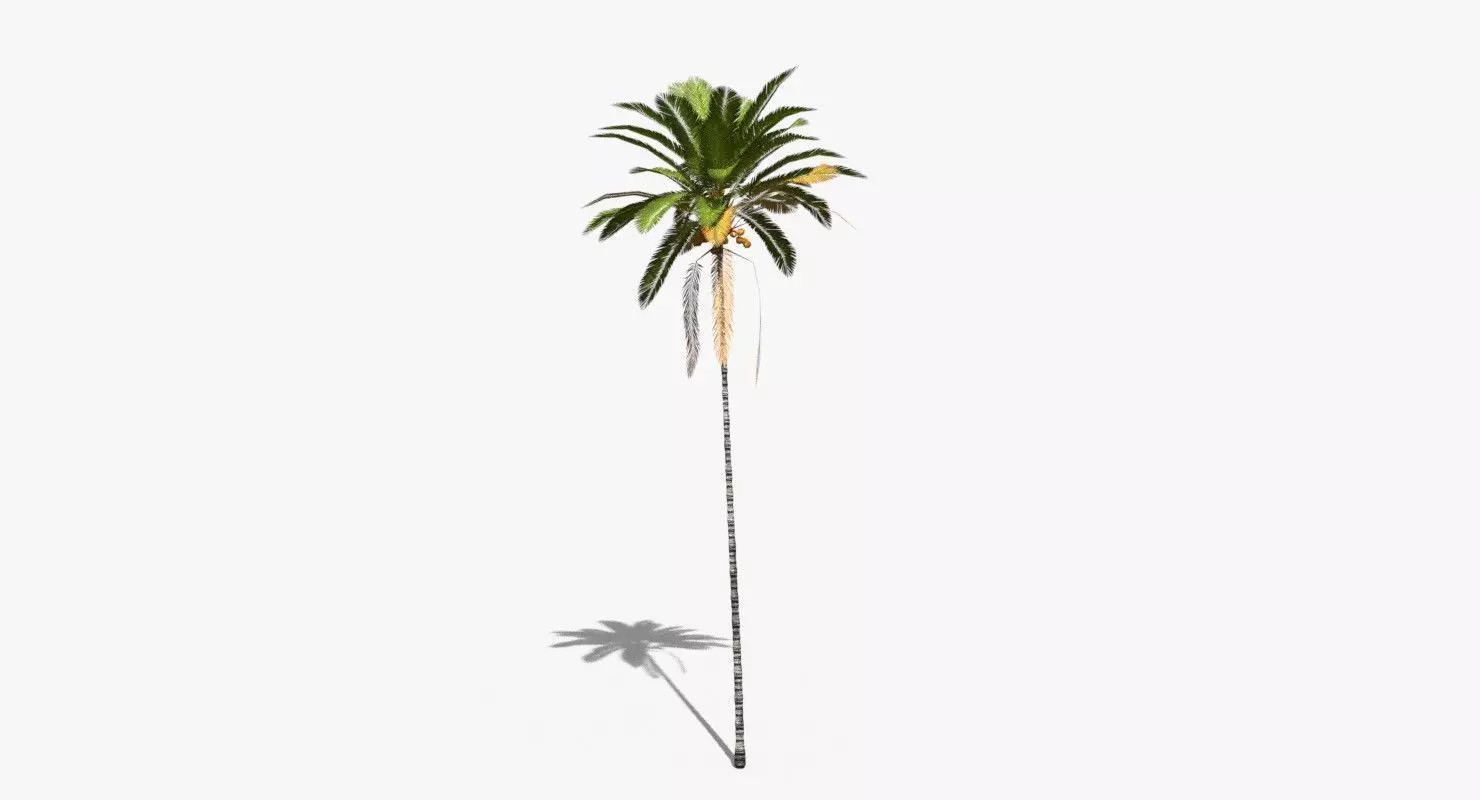 Coconut Palm Tree 30505 Low-poly 3D model_0