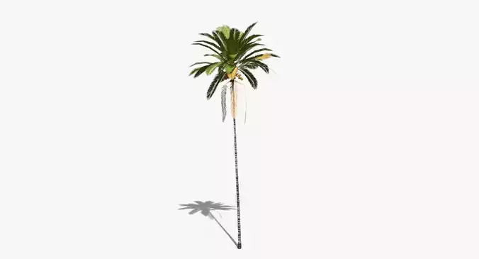 Coconut Palm Tree 30505 Low-poly 3D model