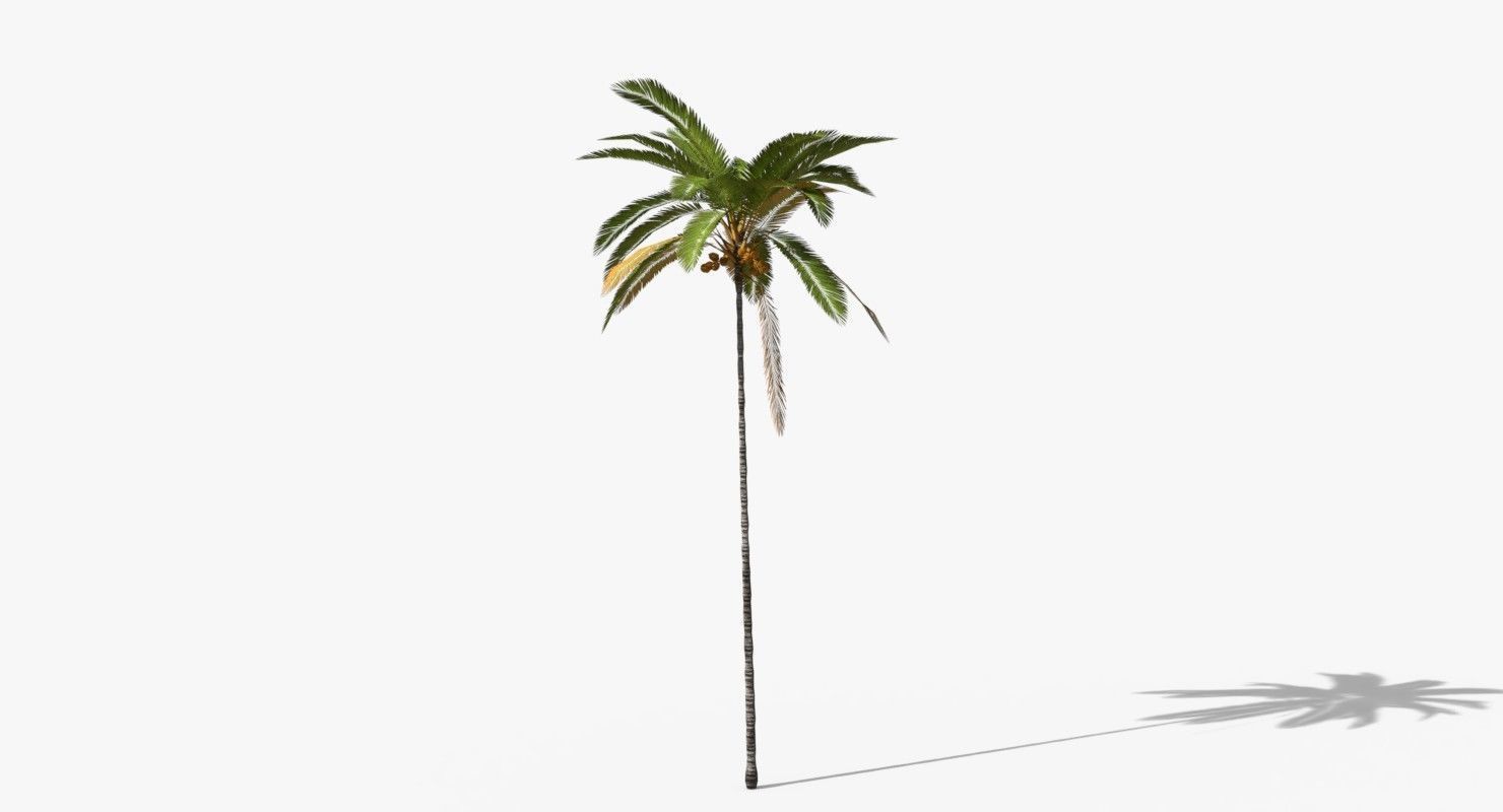 Coconut Palm Tree 5287 Low-poly 3D model_3