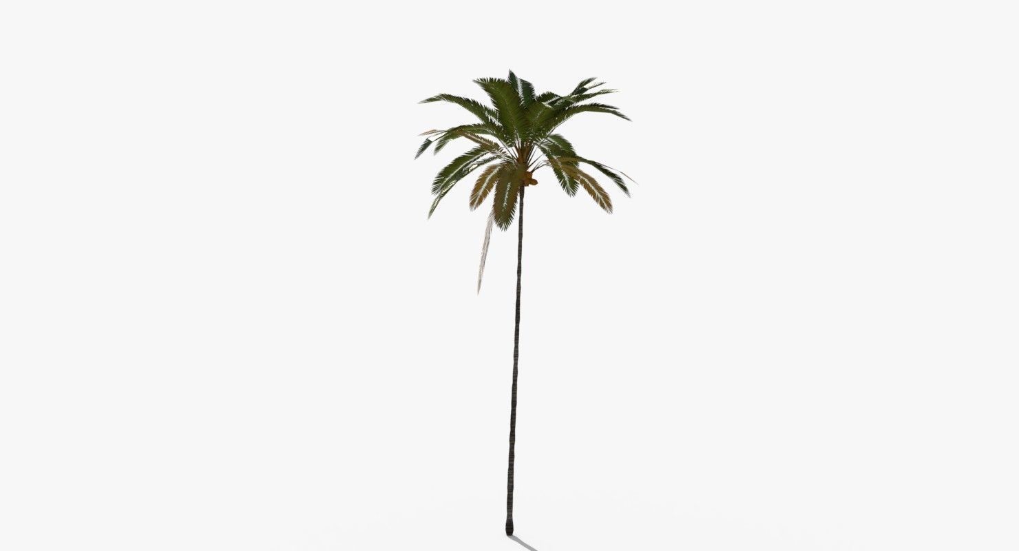Coconut Palm Tree 5287 Low-poly 3D model_5