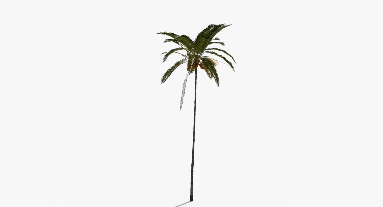 Coconut Palm Tree 5287 Low-poly 3D model_6