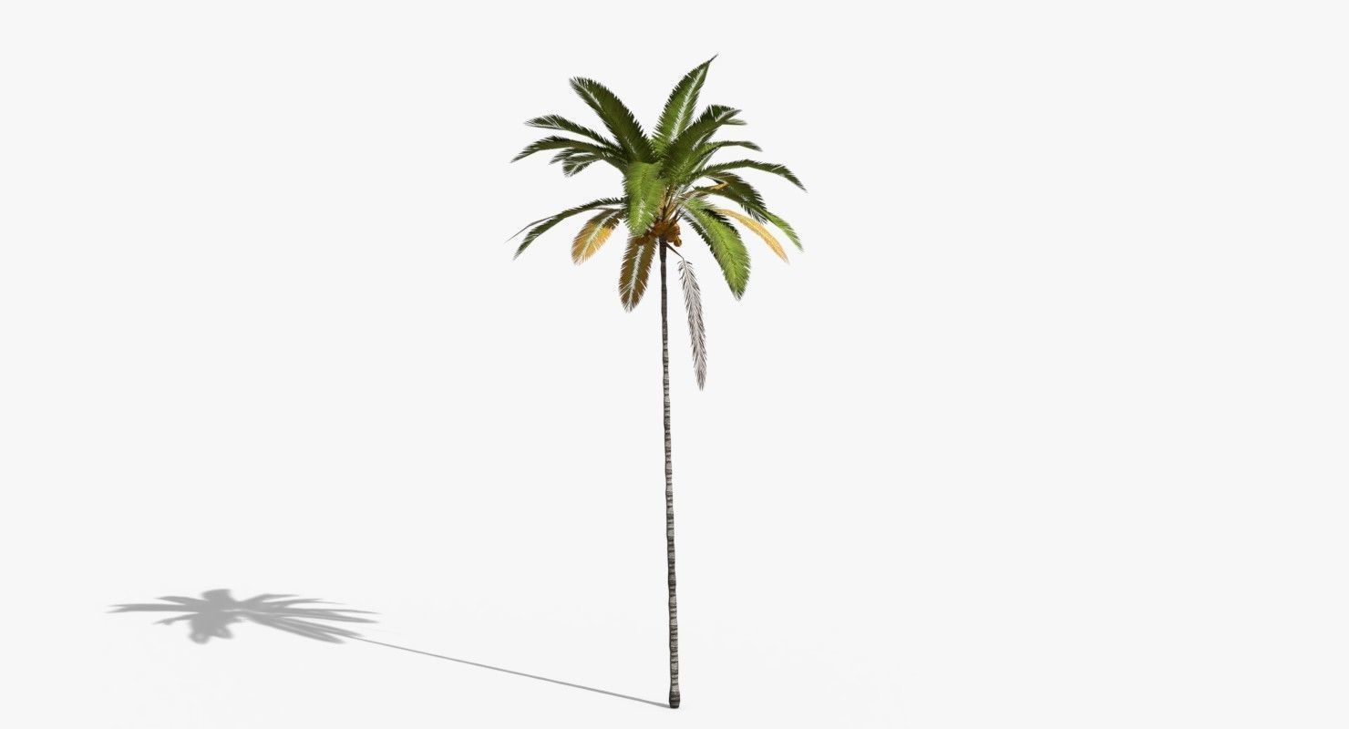 Coconut Palm Tree 5287 Low-poly 3D model_8