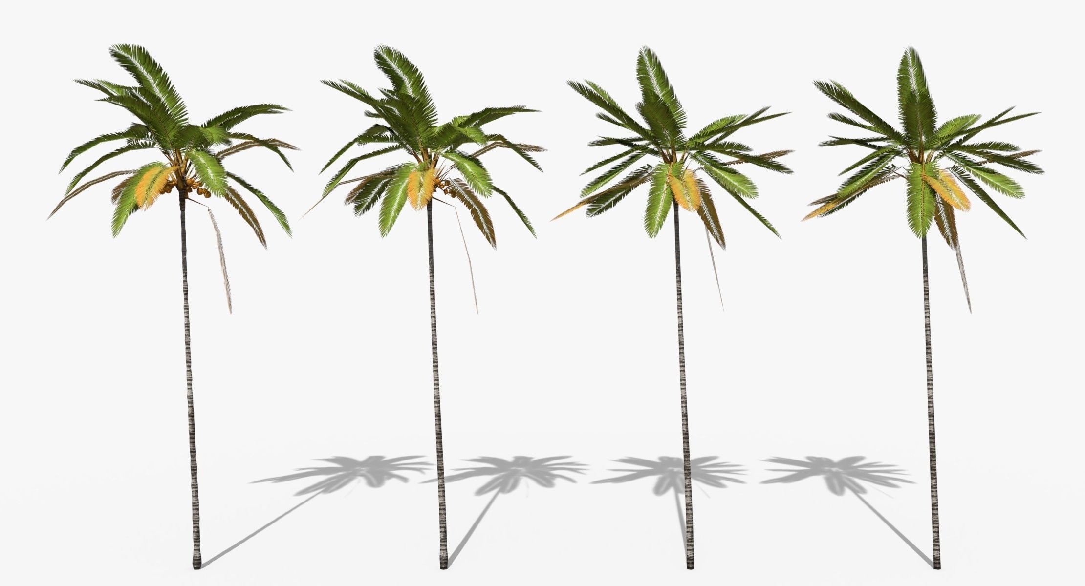Coconut Palm Tree 5287 Low-poly 3D model_1