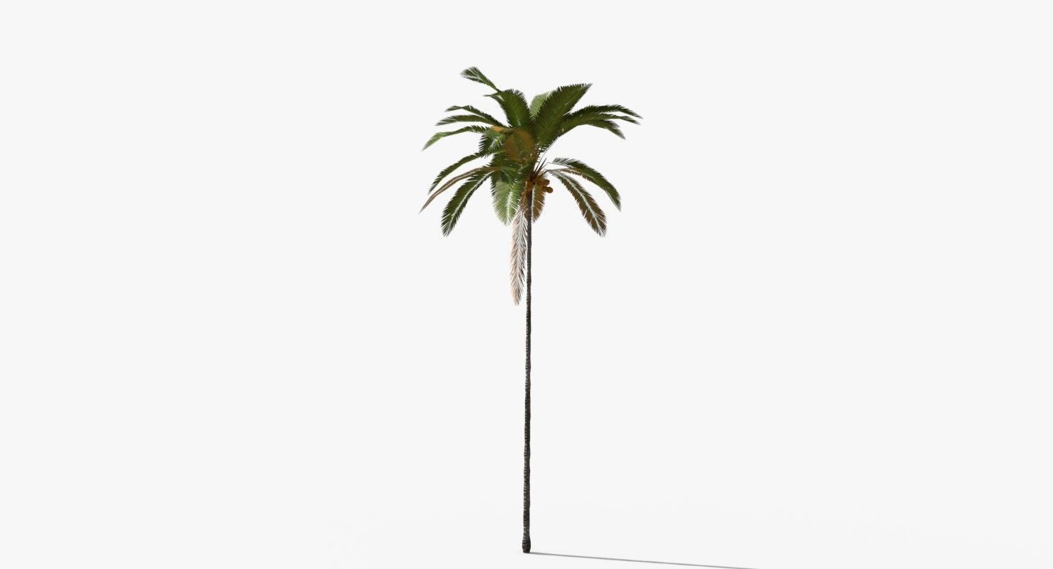 Coconut Palm Tree 5287 Low-poly 3D model_4