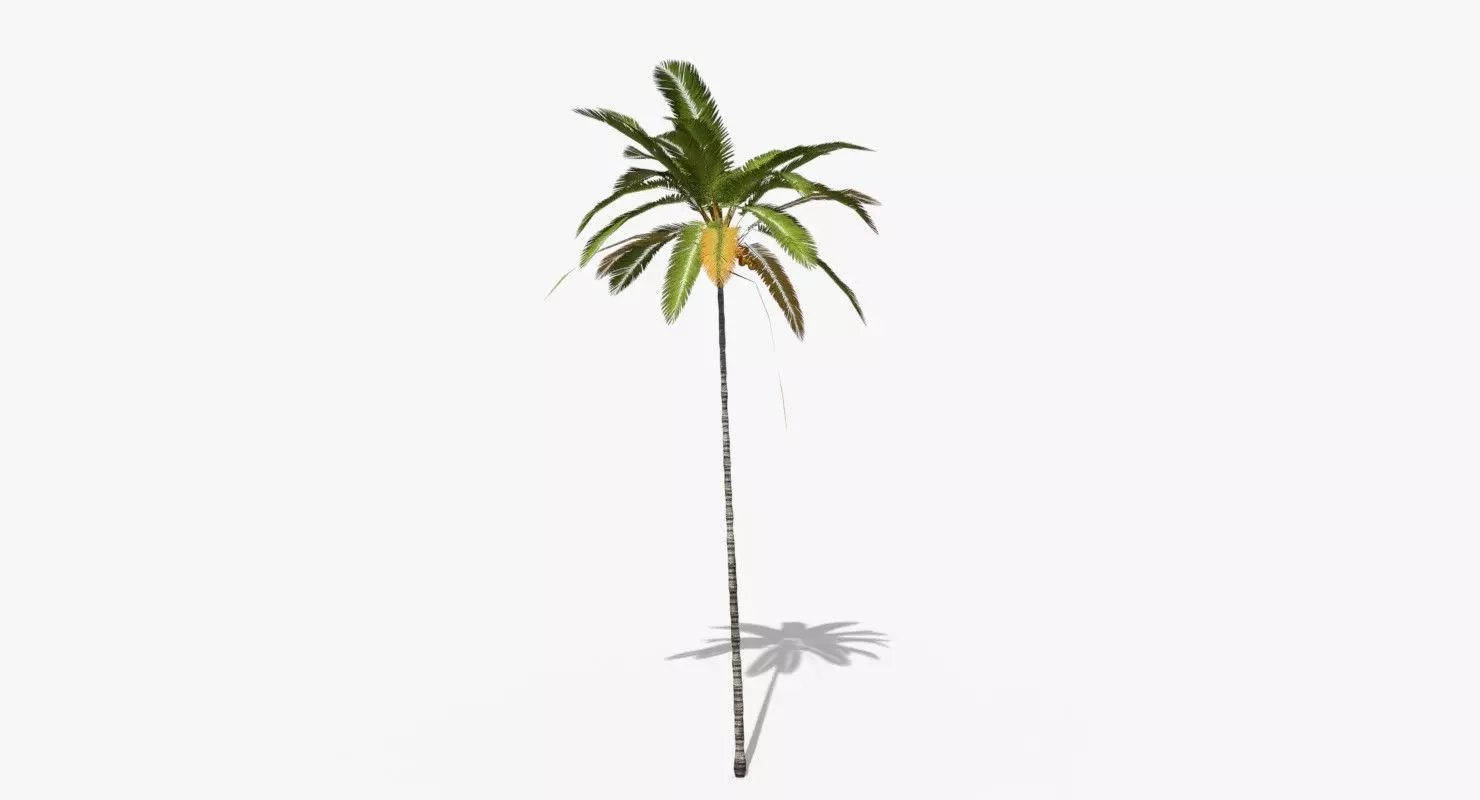 Coconut Palm Tree 5287 Low-poly 3D model_0