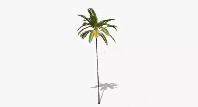 Coconut Palm Tree 5287 Low-poly 3D model