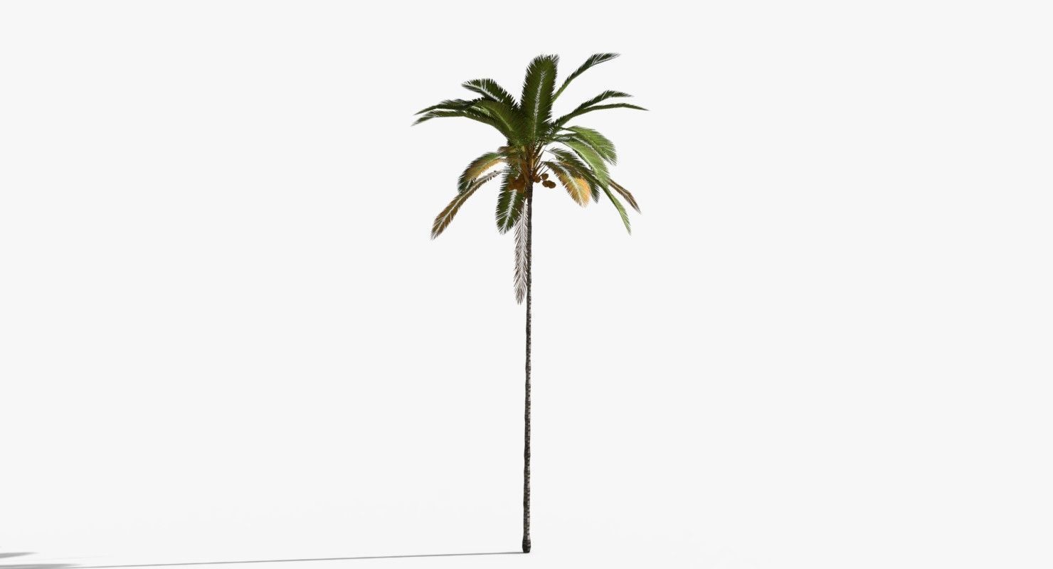 Coconut Palm Tree 5287 Low-poly 3D model_7