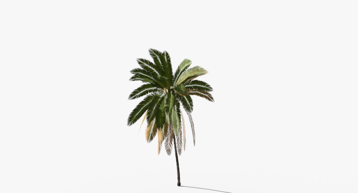 Coconut Palm Tree 5807 Low-poly 3D model_4