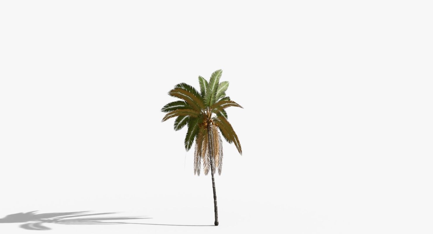 Coconut Palm Tree 5807 Low-poly 3D model_7