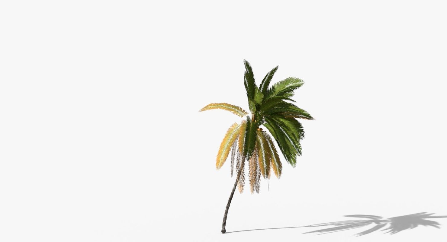 Coconut Palm Tree 5807 Low-poly 3D model_3