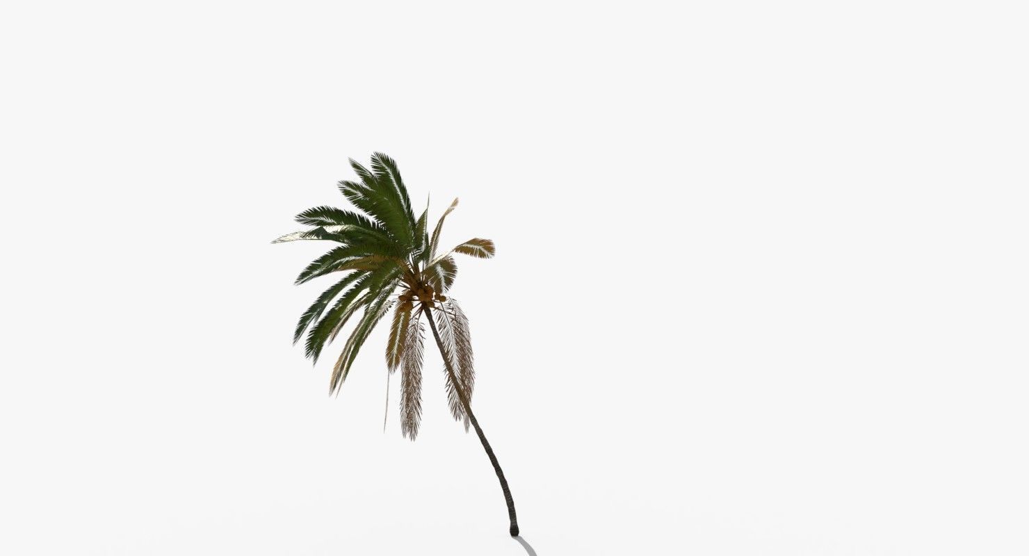 Coconut Palm Tree 5807 Low-poly 3D model_5