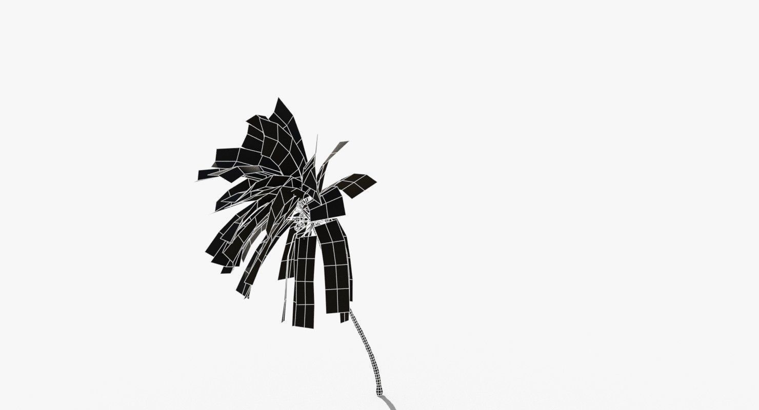 Coconut Palm Tree 5807 Low-poly 3D model_12