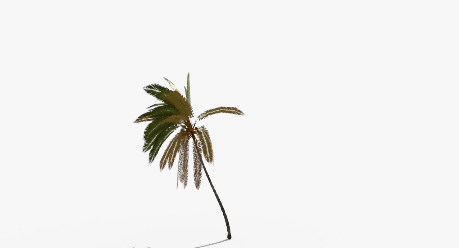 Coconut Palm Tree 5807 Low-poly 3D model_6