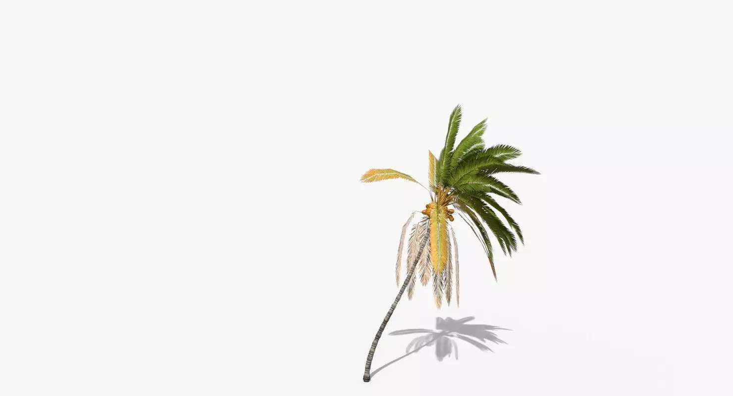 Coconut Palm Tree 5807 Low-poly 3D model_0