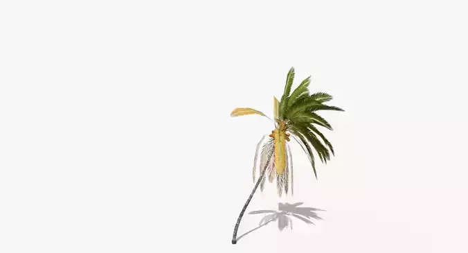 Coconut Palm Tree 5807 Low-poly 3D model