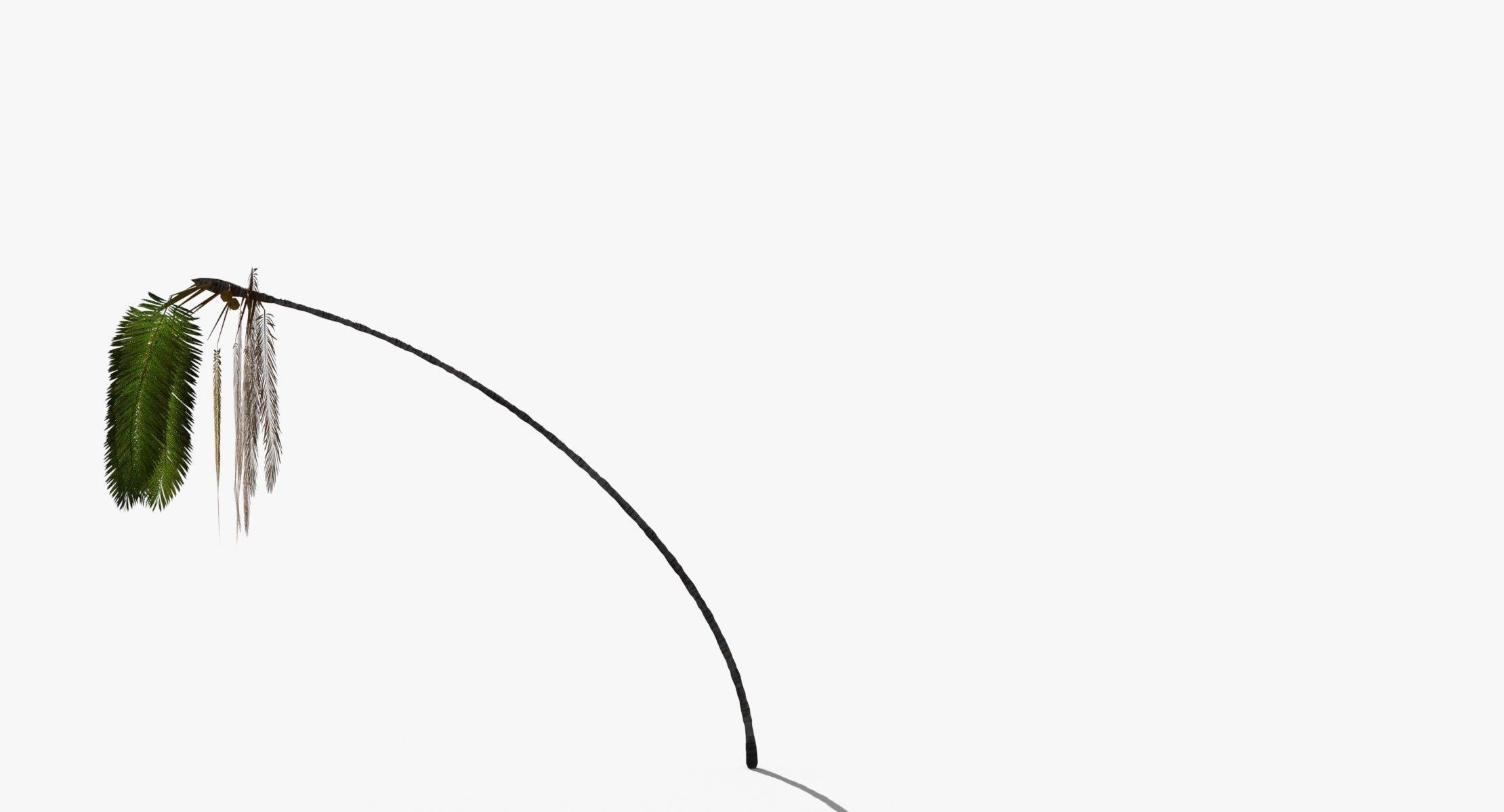 Coconut Palm Tree 7041 Low-poly 3D model_5