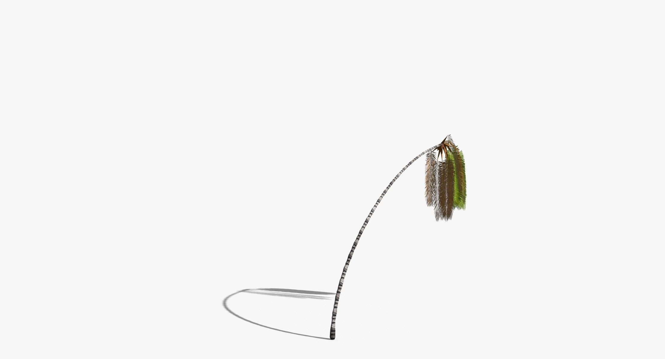 Coconut Palm Tree 7041 Low-poly 3D model_8