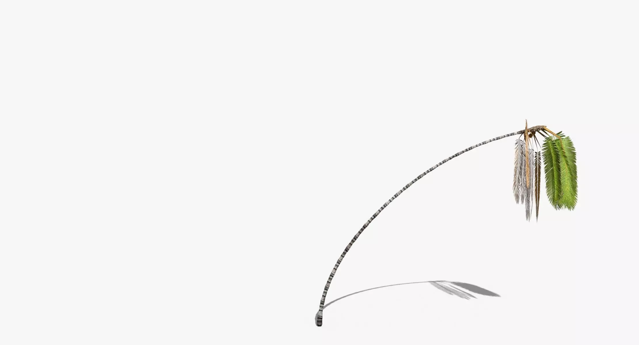 Coconut Palm Tree 7041 Low-poly 3D model_0