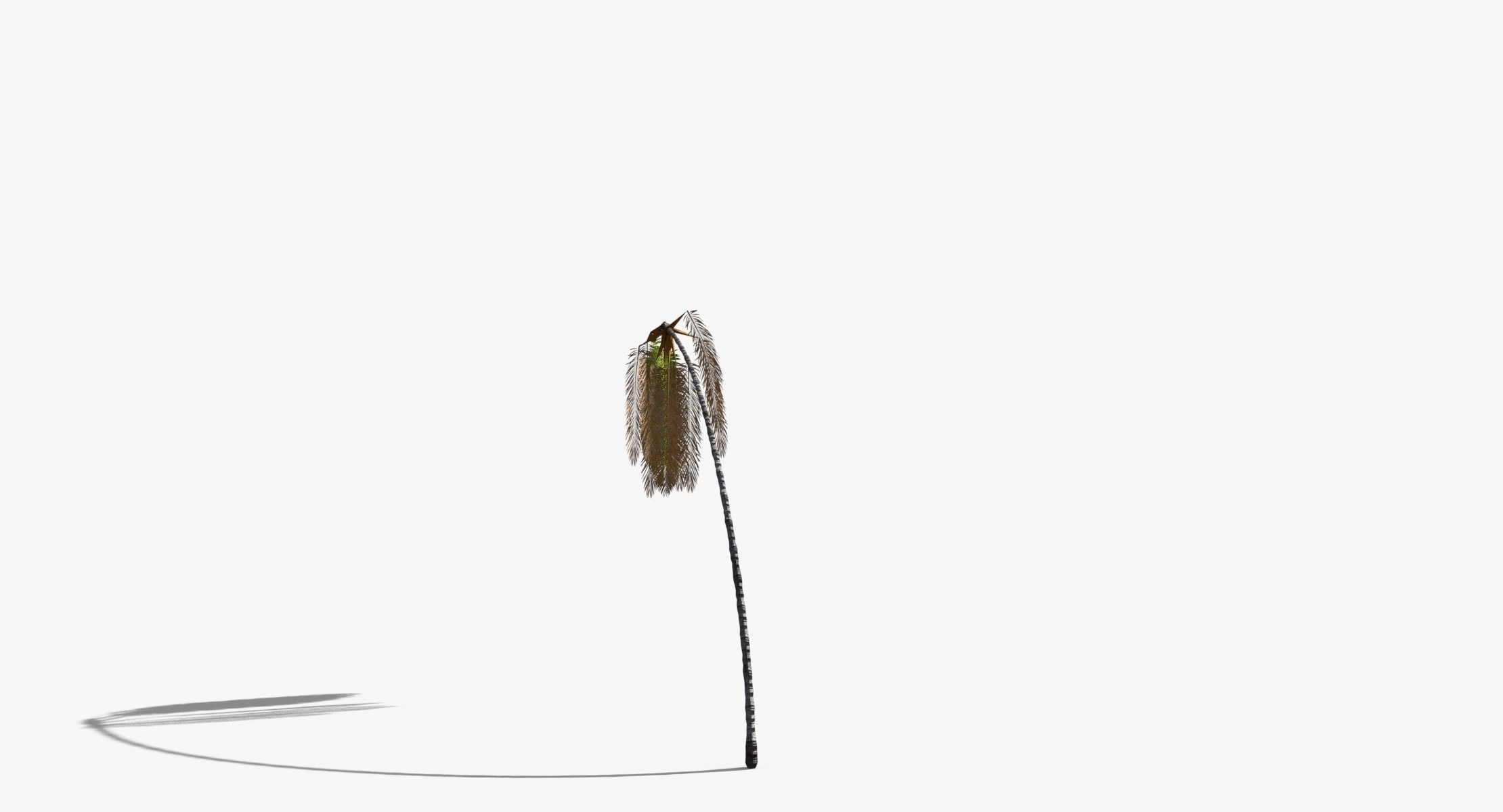 Coconut Palm Tree 7041 Low-poly 3D model_7