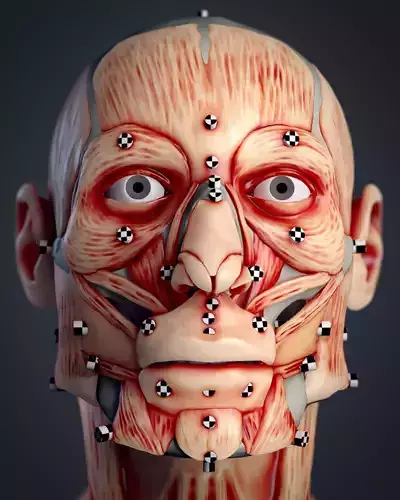 Cranial facial reconstruction - European male facial muscle 3D print model
