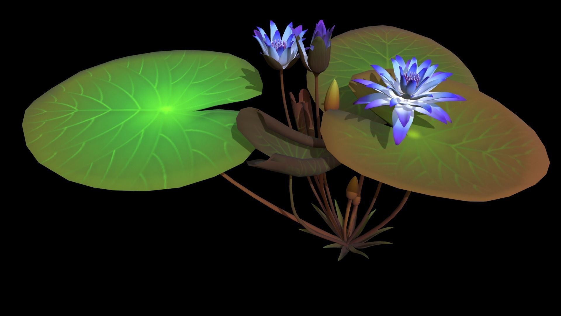 FLower Nymphaea Low-poly 3D model_11
