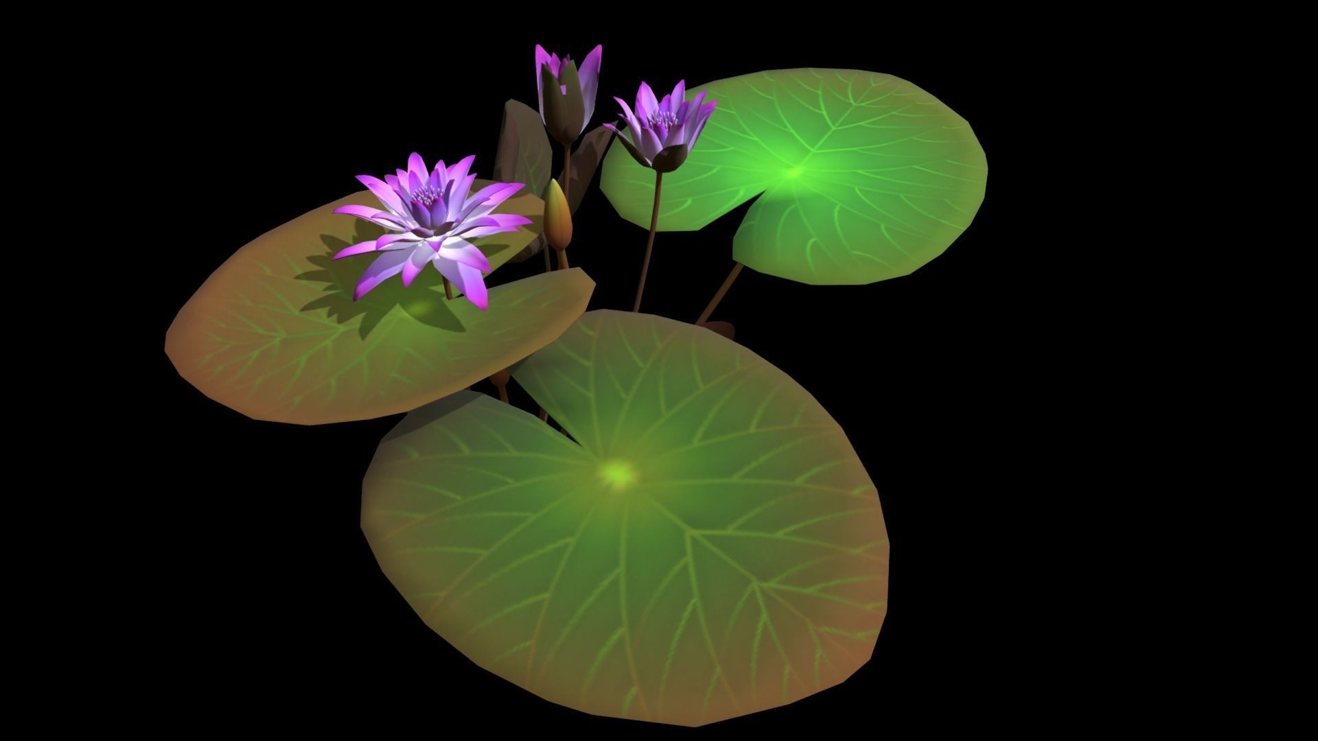 FLower Nymphaea Low-poly 3D model_8