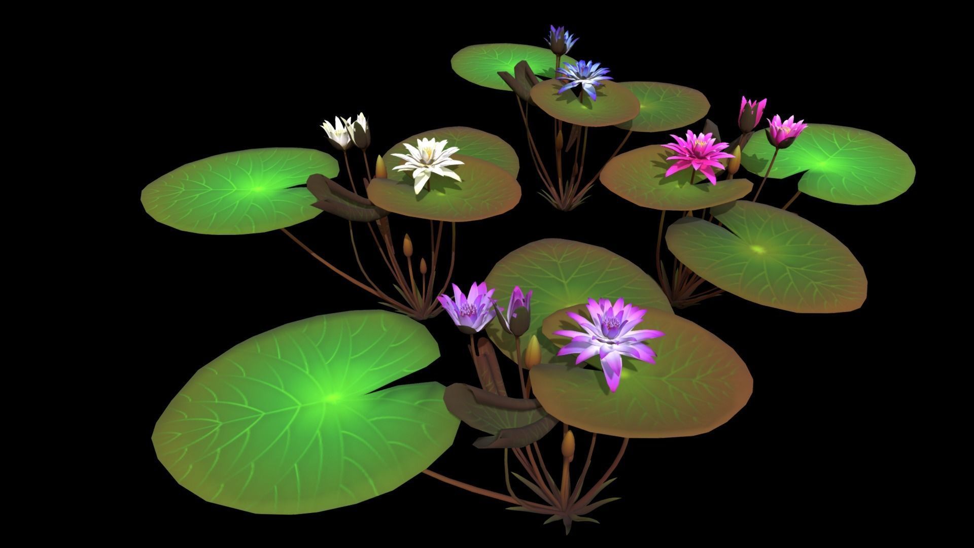 FLower Nymphaea Low-poly 3D model_2